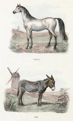 Hevonen ja aasi- ”Aakkoset kuvaavat eläimiä” 1800-luku (kaiverrus)