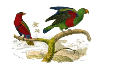 Natural History Board: Kiipeilijöitä edustava eläintieteellinen lautakunta. Kolmivärinen lori ja vihreä papukaija. Lauta, joka on piirretty luonnontieteilijä Georges Louis Leclercin, Buffonin kreivin (1707-1788) vedonlyönnin yhdeksästä lintuja käsitteleväs