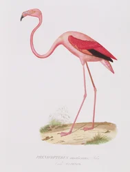 Phenicopterus americanus (Flamenco) (sic) kaiverrus Fournier, pub. kirjoittanut Bougeard