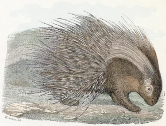Sianlihaeepos (porc-epic) - ”Aakkoset kuvaa eläimiä” 1800-luku (kaiverrus)