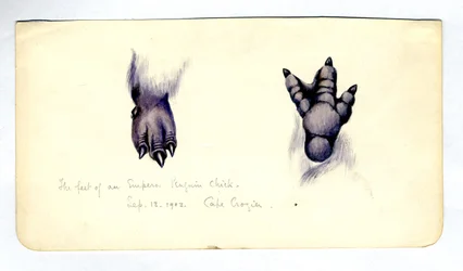 Kaksi tutkimusta keisaripingviinipojan jalasta, 1901-04 (wc paperilla)