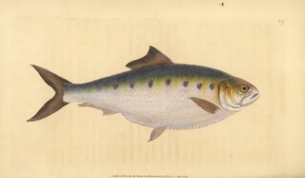 Allis shad, Alosa alosa (Shad, Clupea alosa). Käsinvärinen kuparilevy, jonka on piirtänyt ja kaivertanut Edward Donovan teoksestaan Natural History of British Fishes, Donovan and F.C. ja J. Rivington, Lontoo