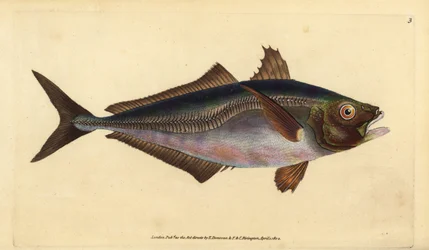piikkimakrilli, Trachurus trachurus (Scad, Scomber trachurus). Käsinvärinen kuparilevy, jonka on piirtänyt ja kaivertanut Edward Donovan teoksestaan Natural History of British Fishes, Donovan and F.C. ja J. Rivington, Lontoo