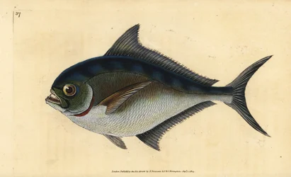 Atlantin pomfret, Brama brama (Rayn hammastettu kullattu pää, Sparus raii). Käsinvärinen kuparilevy, jonka on piirtänyt ja kaivertanut Edward Donovan teoksestaan Natural History of British Fishes, Donovan and F.C. ja J. Rivington, Lontoo