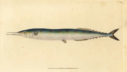 Atlantin saury, Scomberesox saurus saurus (Skipper hauki, Esox saurus). Käsinvärinen kuparilevy, jonka on piirtänyt ja kaivertanut Edward Donovan teoksestaan Natural History of British Fishes, Donovan and F.C. ja J. Rivington, Lontoo
