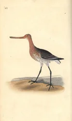 Tankkapyrstö (naaras), Limosa lapponica. Käsinvärinen kuparilevy, jonka on piirtänyt ja kaivertanut Edward Donovan omasta "British Birds -luonnonhistoriastaan", Lontoossa