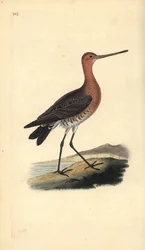 Tankkapyrstö (uros), Limosa lapponica. Käsinvärinen kuparilevy, jonka on piirtänyt ja kaivertanut Edward Donovan omasta "British Birds -luonnonhistoriastaan", Lontoossa