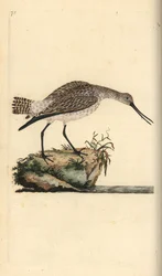 Tankkapyrstö, Limosa lapponica. Käsinvärinen kuparilevy, jonka on piirtänyt ja kaivertanut Edward Donovan omasta "British Birds -luonnonhistoriastaan", Lontoossa