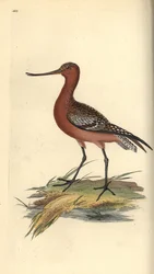 Tankkapyrstö, Limosa lapponica. Käsinvärinen kuparilevy, jonka on piirtänyt ja kaivertanut Edward Donovan omasta "British Birds -luonnonhistoriastaan", Lontoossa