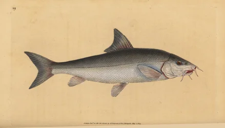 Partahven (Cyprinus bearded). Edward Donovanin käsin piirtämä ja kaiverrettu kuparilevy teoksesta Natural History of British Fishes, Donovan and F.C. and J. Rivington, Lontoo.