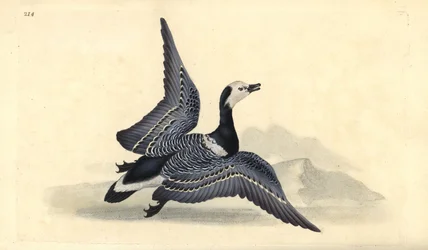Valkoinen hanhi, Branta leucopsis. Käsinvärinen kuparilevy, jonka on piirtänyt ja kaivertanut Edward Donovan omasta "British Birds -luonnonhistoriastaan", Lontoossa