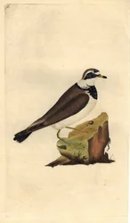Iso sora. Charadrius hiaticula. Edward Donovanin (1768-1837) kuparikaiverrus, julkaistu Natural History of British Birdsissä, Lontoossa