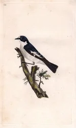 Kirjosieppo. Ficedula hypoleuca (Muscicapa atricapilla). Edward Donovanin (1768-1837) kuparikaiverrus, julkaistu teoksessa Histoire naturelle des oiseaux britanniques, Lontoo