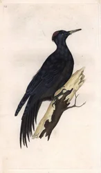 Palokärki, Dryocopus martius (Picus martius). Edward Donovanin (1768-1837) kaivertama, julkaistu teoksessa Histoire naturelle des oiseaux britanniques, Lontoo