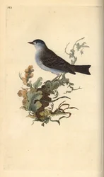Mustapää, Sylvia atricapilla. Käsinvärinen kuparilevy, jonka on piirtänyt ja kaivertanut Edward Donovan omasta "British Birds -luonnonhistoriastaan", Lontoossa