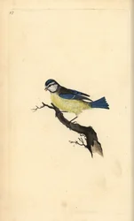 Sinitiainen, Cyanistes caeruleus. Käsinvärinen kuparilevy, jonka on piirtänyt ja kaivertanut Edward Donovan omasta "British Birds -luonnonhistoriastaan", Lontoossa