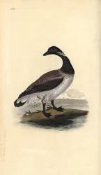 Brent hanhi, Branta bernicla. Käsinvärinen kuparilevy, jonka on piirtänyt ja kaivertanut Edward Donovan omasta "British Birds -luonnonhistoriastaan", Lontoossa