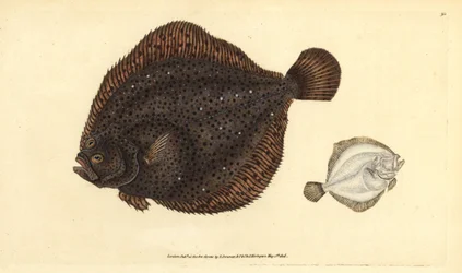 Brill tai helmi, Scophthalmus rhombus (Pleuronectes rhombus). Käsinvärinen kuparilevy, jonka on piirtänyt ja kaivertanut Edward Donovan teoksestaan Natural History of British Fishes, Donovan and F.C. ja J. Rivington, Lontoo