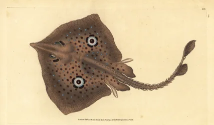Ruskea luistin tai peilisäde, Raja miraletus. Käsinvärinen kuparilevy, jonka on piirtänyt ja kaivertanut Edward Donovan teoksestaan Natural History of British Fishes, Donovan and F.C. ja J. Rivington, Lontoo