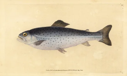 Taimen, Salmo trutta (Sewen, Salmo cambricus). Käsinvärinen kuparilevy, jonka on piirtänyt ja kaivertanut Edward Donovan teoksestaan Natural History of British Fishes, Donovan and F.C. ja J. Rivington, Lontoo
