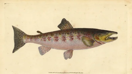 Taimen, Salmo trutta fario (Trout, Salmo fario). Käsinvärinen kuparilevy, jonka on piirtänyt ja kaivertanut Edward Donovan teoksestaan Natural History of British Fishes, Donovan and F.C. ja J. Rivington, Lontoo