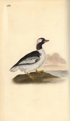 Bufflehead, Bucephala albeola. Käsinvärinen kuparilevy, jonka on piirtänyt ja kaivertanut Edward Donovan omasta "British Birds -luonnonhistoriastaan", Lontoossa
