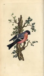 Härkä, Pyrrhula pyrrhula. Käsinvärinen kuparilevy, jonka on piirtänyt ja kaivertanut Edward Donovan omasta "British Birds -luonnonhistoriastaan", Lontoossa