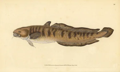 Burbot, Lota lota (Gadus lota). Käsinvärinen kuparilevy, jonka on piirtänyt ja kaivertanut Edward Donovan teoksestaan Natural History of British Fishes, Donovan and F.C. ja J. Rivington, Lontoo