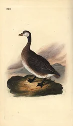 Kanadanhanhi, Branta canadensis. Edward Donovanin käsin piirtämä ja kaiverrettu kuparilevy omasta teoksestaan "Natural History of British Birds", Lontoo.