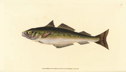 Hiilikala tai seiti, Pollachius virens (Gadus carbonarius). Käsinvärinen kuparilevy, jonka on piirtänyt ja kaivertanut Edward Donovan teoksestaan Natural History of British Fishes, Donovan and F.C. ja J. Rivington, Lontoo