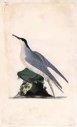 Tavallinen tiira. Sterna hirundo. Edward Donovanin (1768-1837) kuparikaiverrus, julkaistu Natural History of British Birdsissa, Lontoossa
