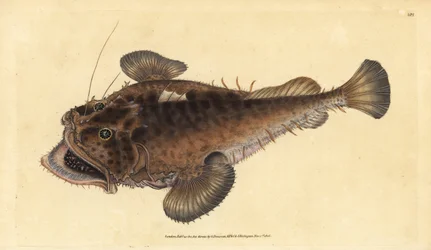 Merikrotti, Lophius piscatorius. Edward Donovanin käsin väritetty, piirtämä ja kaivertama kuparikaiverrus hänen teoksestaan "Britannian kalojen luonnonhistoria", Donovan sekä F. C. ja J. Rivington, Lontoo
