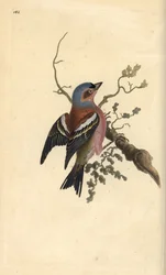 Peippo, Fringilla coelebs. Käsinvärinen kuparilevy, jonka on piirtänyt ja kaivertanut Edward Donovan omasta "British Birds -luonnonhistoriastaan", Lontoossa