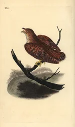 Käki (nuori), Cuculus canorus. Käsinvärinen kuparilevy, jonka on piirtänyt ja kaivertanut Edward Donovan omasta "British Birds -luonnonhistoriastaan", Lontoossa