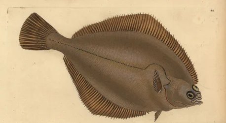 Tavallinen hiilakka, Limanda limanda (Pleuronectes limanda). Käsinvärinen kuparilevy, jonka on piirtänyt ja kaivertanut Edward Donovan teoksestaan Natural History of British Fishes, Donovan and F.C. ja J. Rivington, Lontoo