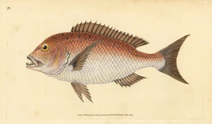 Tavallinen dentex, dentex dentex. Haavoittuvainen. (Nelihampainen sparus, Sparus dentex). Käsinvärinen kuparilevy, jonka on piirtänyt ja kaivertanut Edward Donovan teoksestaan Natural History of British Fishes, Donovan and F.C. ja J. Rivington, Lontoo