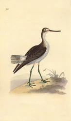 Harmaalokki, Tringa nebularia. Edward Donovanin käsin piirtämä ja kaiverrettu kuparilevy omasta teoksestaan "Natural History of British Birds", Lontoo.