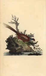 Tavallinen fasaani, Phasianus colchicus. Käsinvärinen kuparilevy, jonka on piirtänyt ja kaivertanut Edward Donovan omasta "British Birds -luonnonhistoriastaan", Lontoossa