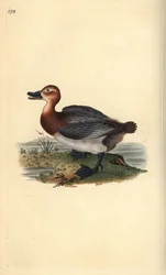 Pochard tai punatukkainen wigeon, Aythra ferina (naaras). Käsinvärinen kuparilevy, jonka on piirtänyt ja kaivertanut Edward Donovan omasta "British Birds -luonnonhistoriastaan", Lontoossa