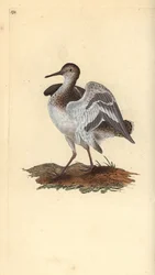 Hiekkapiippu, Actitis hypoleucos. Käsinvärinen kuparilevy, jonka on piirtänyt ja kaivertanut Edward Donovan omasta "British Birds -luonnonhistoriastaan", Lontoossa