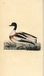 Tavallinen sipuli, Tadorna tadorna. Käsinvärinen kuparilevy, jonka on piirtänyt ja kaivertanut Edward Donovan omasta "British Birds -luonnonhistoriastaan", Lontoossa