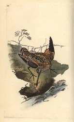 Taivaanvaha, Gallinago gallinago, nappaa madon. Käsinvärinen kuparilevy, jonka on piirtänyt ja kaivertanut Edward Donovan omasta "British Birds -luonnonhistoriastaan", Lontoossa