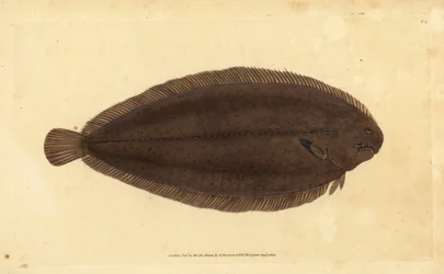Pohja tai Dover-pohja, Solea solea (Pleuronectes solea). Käsinvärinen kuparilevy, jonka on piirtänyt ja kaivertanut Edward Donovan teoksestaan Natural History of British Fishes, Donovan and F.C. ja J. Rivington, Lontoo