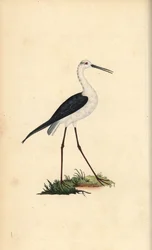 Paalu, Himantopus himantopus. Käsinvärinen kuparilevy, jonka on piirtänyt ja kaivertanut Edward Donovan omasta "British Birds -luonnonhistoriastaan", Lontoossa