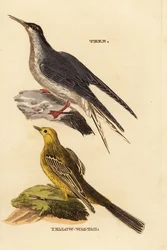 Tiira, Sterna Hirundo ja keltakärpäs, Motacilla flava