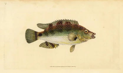 Corkwing wrasse, Symphodus melops (Goldfinny, Labrus cornubius). Käsinvärinen kuparilevy, jonka on piirtänyt ja kaivertanut Edward Donovan teoksestaan Natural History of British Fishes, Donovan and F.C. ja J. Rivington, Lontoo
