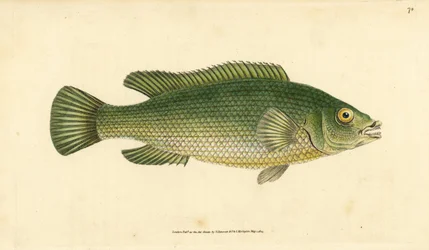 Käkivihreä, Labrus mixtus (Streaked wrasse, Labrus lineatus). Käsinvärinen kuparilevy, jonka on piirtänyt ja kaivertanut Edward Donovan teoksestaan Natural History of British Fishes, Donovan and F.C. ja J. Rivington, Lontoo