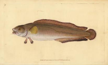 Kuski tai keila, Brosme brosme (Brosme tai Scotch tors, Gadus brosme). Käsinvärinen kuparilevy, jonka on piirtänyt ja kaivertanut Edward Donovan teoksestaan Natural History of British Fishes, Donovan and F.C. ja J. Rivington, Lontoo
