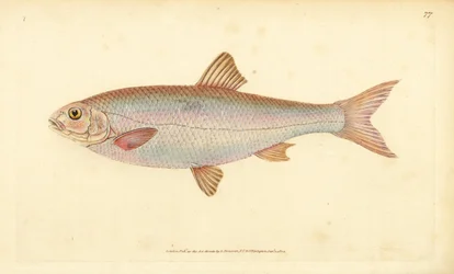 Dace, Leuciscus leuciscus (Cyprinus leuciscus). Käsinvärinen kuparilevy, jonka on piirtänyt ja kaivertanut Edward Donovan teoksestaan Natural History of British Fishes, Donovan and F.C. ja J. Rivington, Lontoo