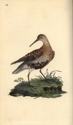 Dunlin, Calidris alpina. Käsinvärinen kuparilevy, jonka on piirtänyt ja kaivertanut Edward Donovan omasta "British Birds -luonnonhistoriastaan", Lontoossa